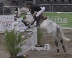 Springpferd Chubby (Oldenburger Springpferd, 2008, von Champ 163)