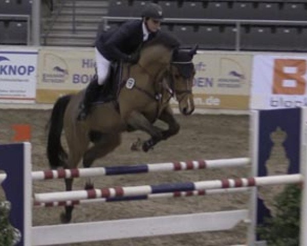 Springpferd Lumbumbo (Hannoveraner, 2008, von Ludwig von Bayern 168 FIN)