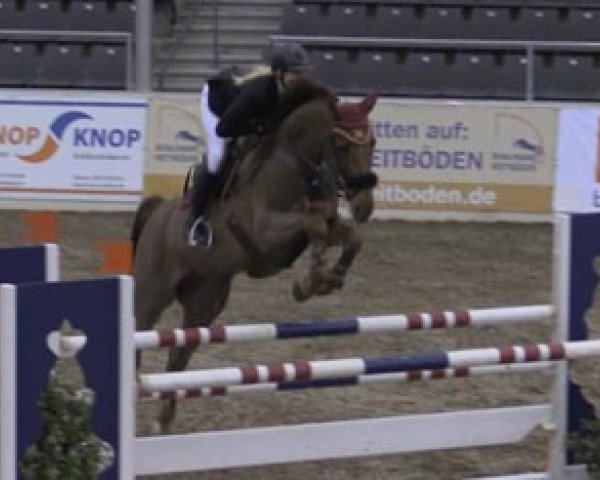 Zuchtstute Pia Lotta 15 (Hannoveraner, 2008, von Perigueux)