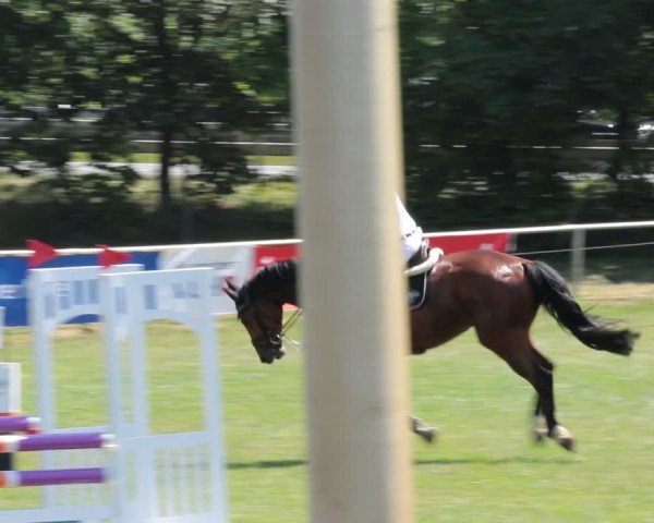 Reitturnier Nienburg 2021