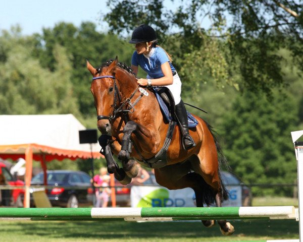 jumper Ardbeg (Hanoverian, 2009, from As di Villagana)