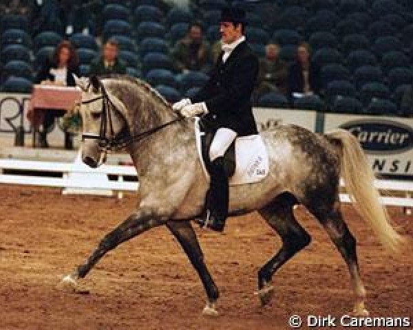stallion Karsten (KWPN (Royal Dutch Sporthorse), 1992, from Ramiro Z)