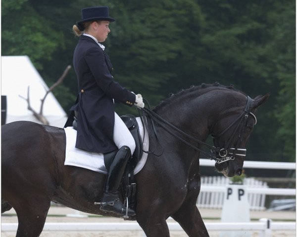 Dressurpferd Beach Boy van de Zuuthoeve (Belgisches Warmblut, 2001, von Sir Lui)