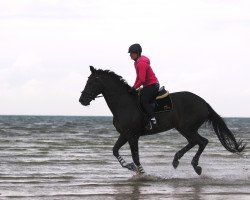 jumper Saabi Sun (Hanoverian, 2002, from Santini)
