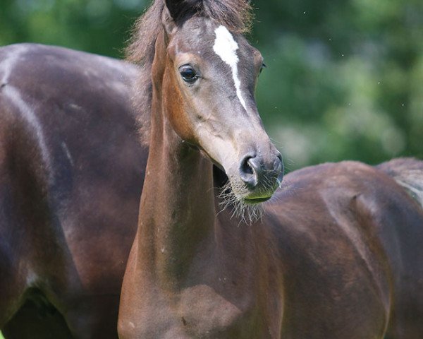 horse Hengst von Black Diamond Ida (Arabian purebred, 2014, from Black Diamond ox)