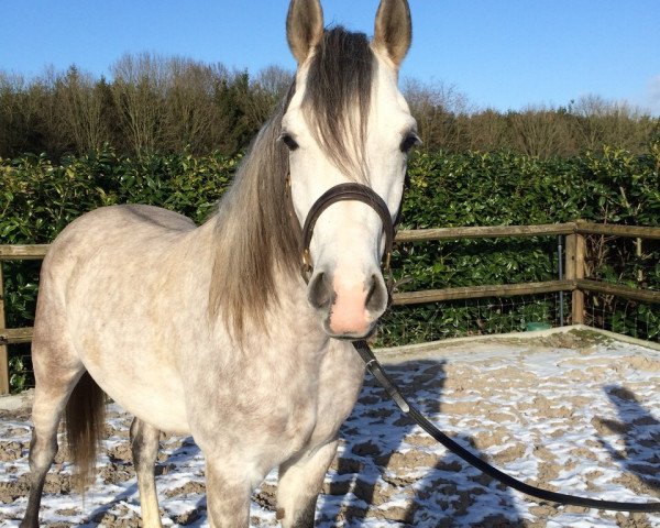 horse Wallach von Om el Bellisimo (Arabian purebred, 2011, from Om El Bellissimo ox)