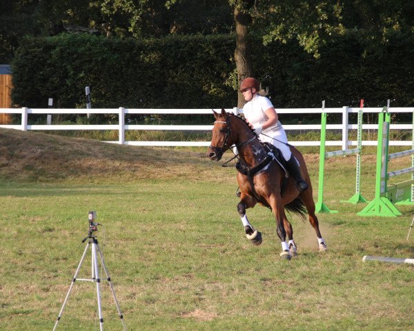 jumper Charlie 156 (Holsteiner, 2001, from Cambridge)
