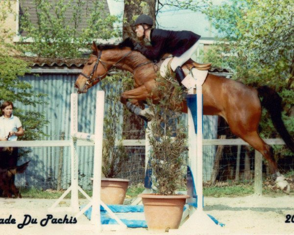 horse Naïade du Pachis (Belgium Sporthorse, 1997, from Nabab de Rêve)