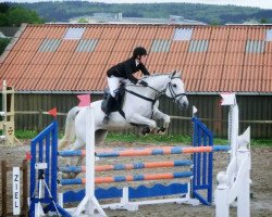 jumper Donna Dorina 19 (German Sport Horse, 2003, from Caretino)