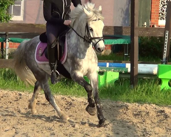 horse Wildzang's Salut (Welsh-Pony (Section B), 2004, from Shamrock Mr. Oliver)