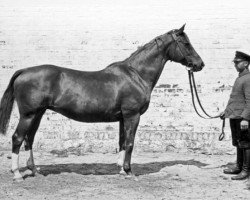 Zuchtstute Tropensonne (Trak.V 705) (Trakehner, 1919, von Master Magpie xx)