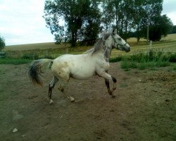 Dressage horse Pan tau von Rotberg (Knabstrupper, 2006, from Bordon)