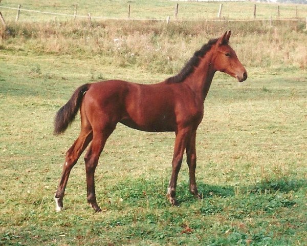 Dressurpferd Relation 2 (Hessisches Warmblut, 1999, von Rubin Star N)