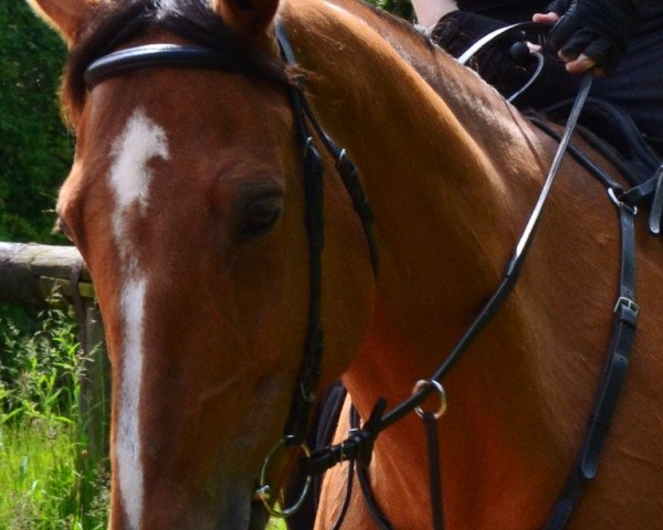 horse Lanaire (Westphalian, 1998, from Lancer III)