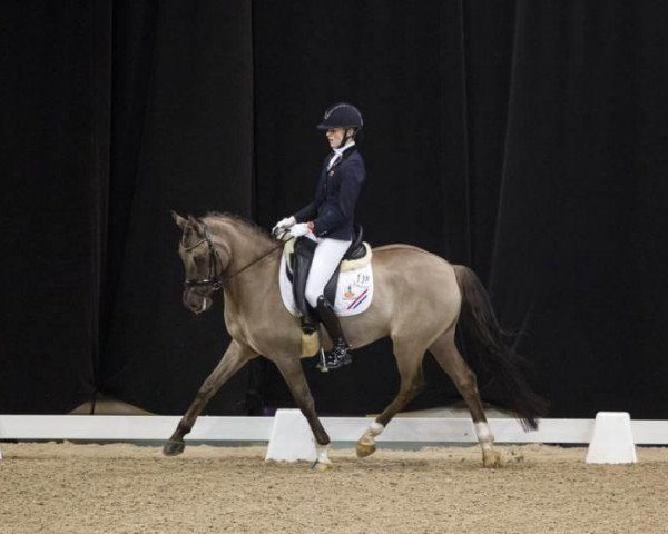 dressage horse Valentino (German Riding Pony, 2004, from Dornik-Double) dressage horse Valentino (German Riding Pony, 2004, from Dornik-Double)