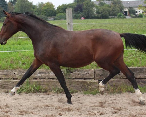 Zuchtstute Dilane (Oldenburger, 2012, von Decamerone 5)