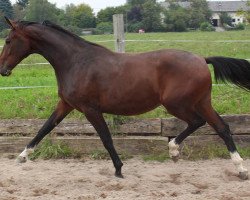 broodmare Dilane (Oldenburg, 2012, from Decamerone 5)