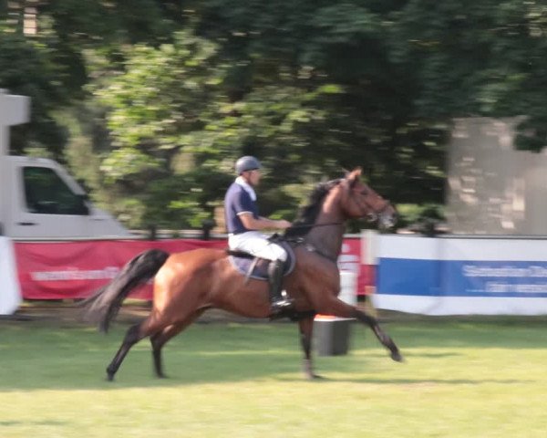 Reitturnier Nienburg 2021