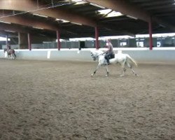 jumper Vladimir Klichko (Holsteiner, 2009, from Cassiano)