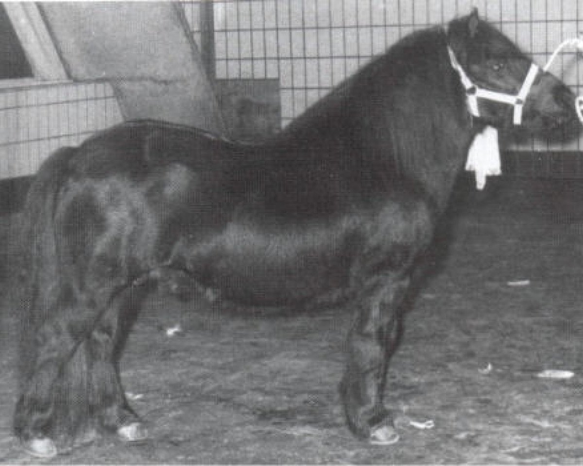 Deckhengst Rosengo of Transy (Shetland Pony, 1972, von Pericles of Netherley)