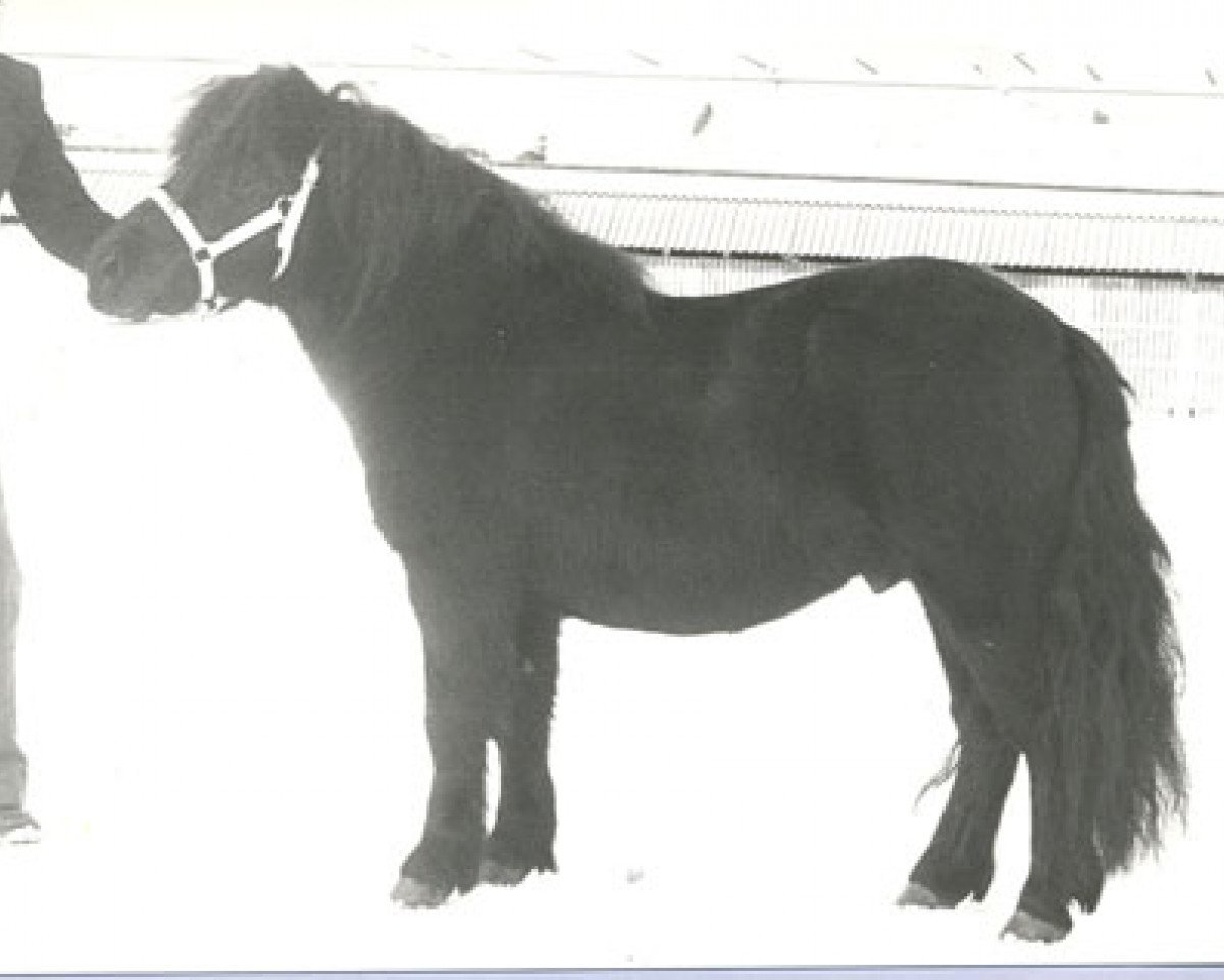 stallion Mister van Spuitjesdom (Shetland Pony, 1976, from Highlander van Bunswaard)