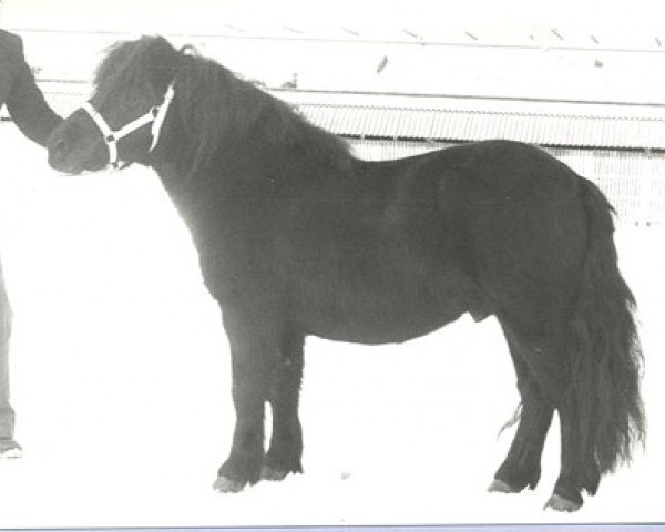 Deckhengst Mister van Spuitjesdom (Shetland Pony, 1976, von Highlander van Bunswaard)