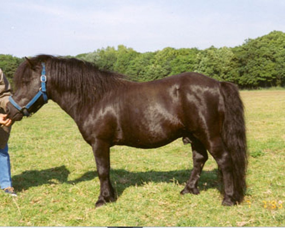 Deckhengst Joliet van Spuitjesdom (Shetland Pony, 1973, von Coen van Neer)