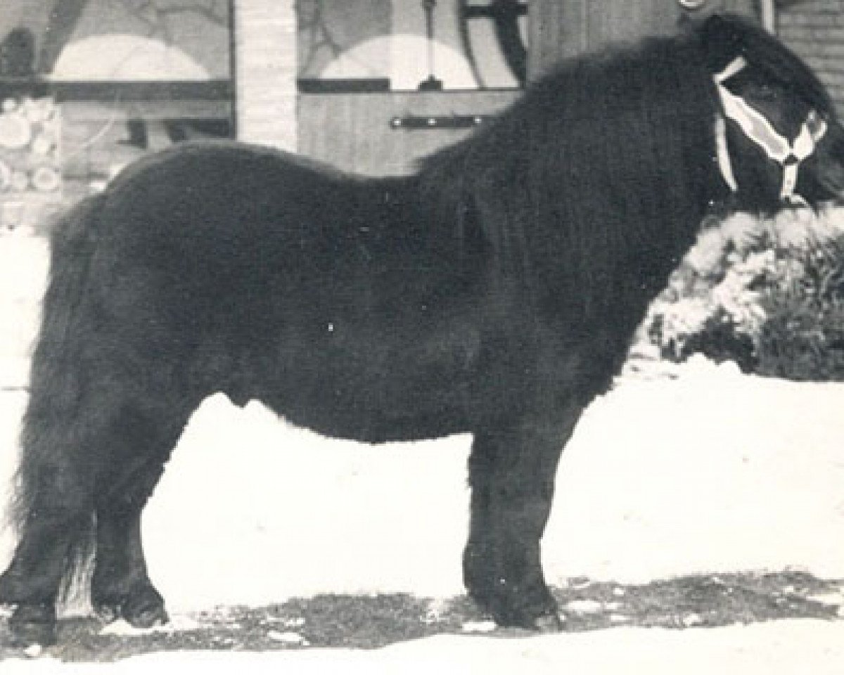 stallion Scurry of Marshwood (Shetland Pony, 1970, from Supremacy of Marshwood)