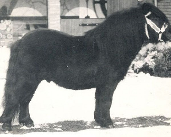 stallion Scurry of Marshwood (Shetland Pony, 1970, from Supremacy of Marshwood)
