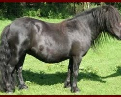 Zuchtstute My Fly van Bunswaard (Shetland Pony, 1976, von Stelmor of Transy)