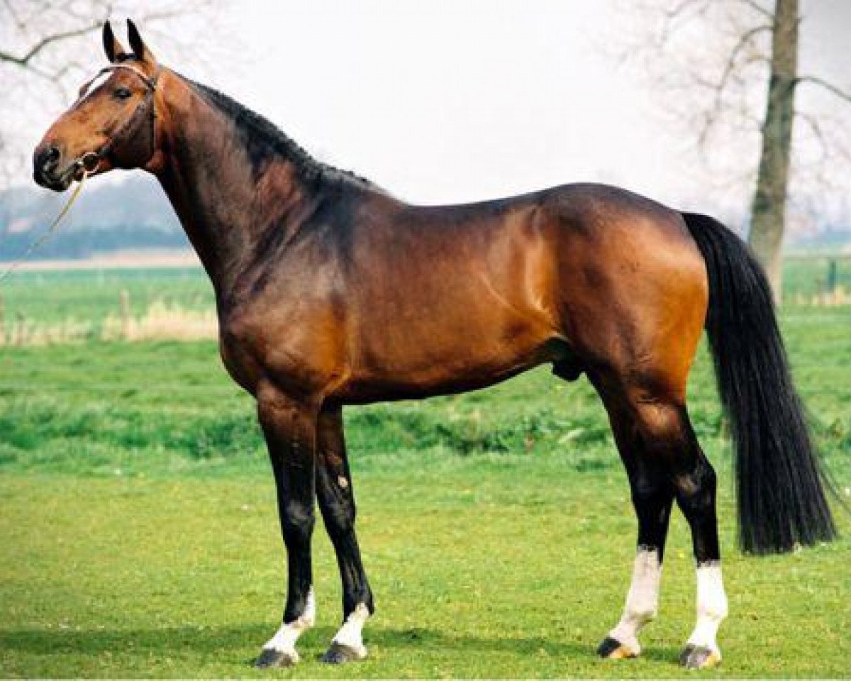 Deckhengst Toulon (Belgisches Warmblut, 1996, von Heartbreaker)