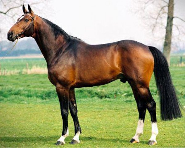 Deckhengst Toulon (Belgisches Warmblut, 1996, von Heartbreaker)