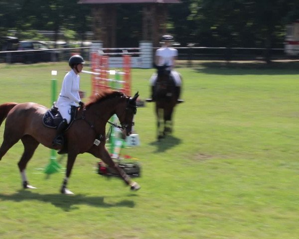 Reitturnier Nienburg 2021