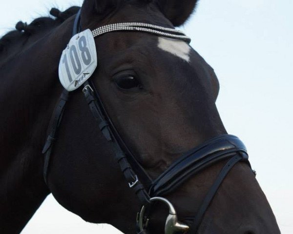 dressage horse Holiday vom Eichenhof (Trakehner, 2010, from Gipsy King)