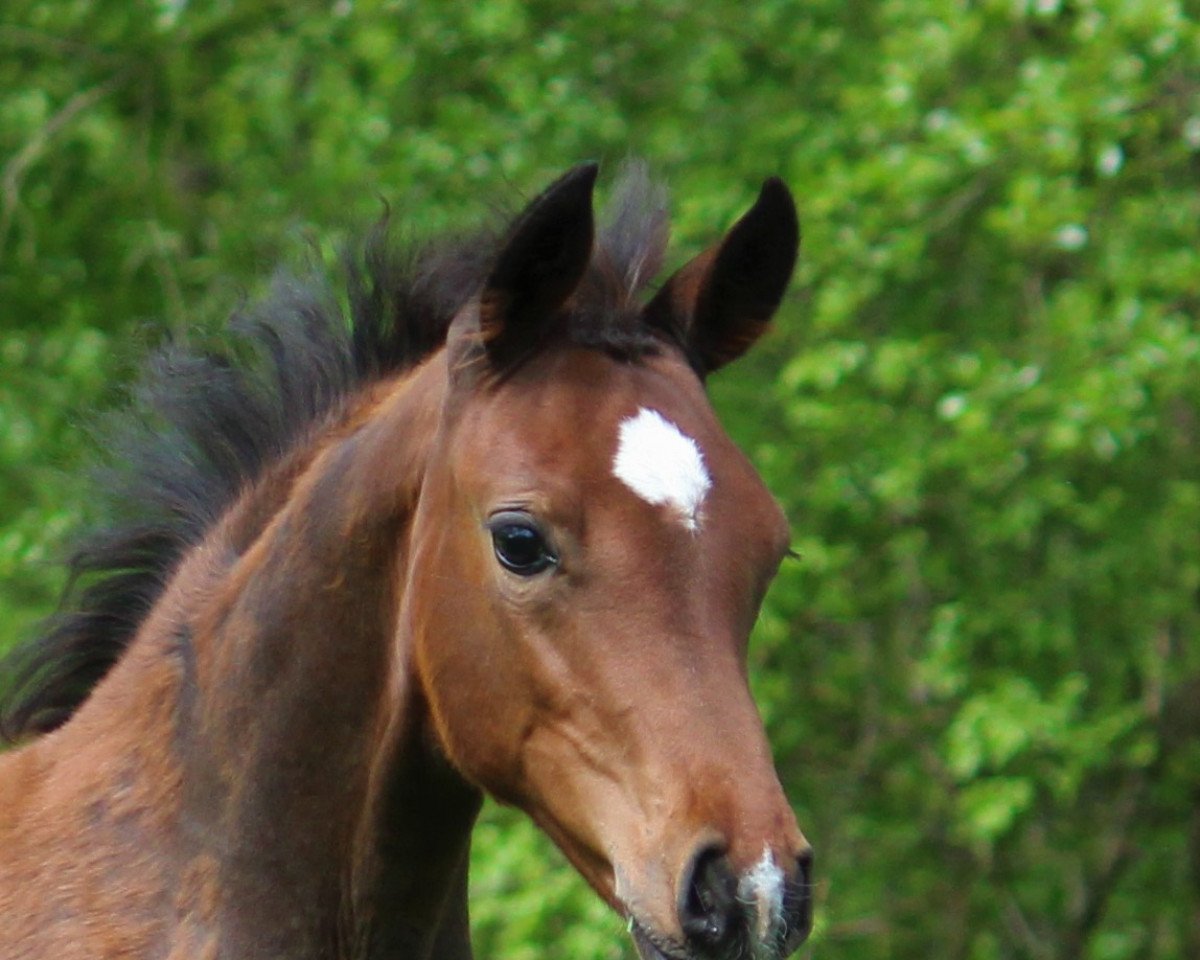 horse Filigran (Westphalian, 2021, from Felissimo)