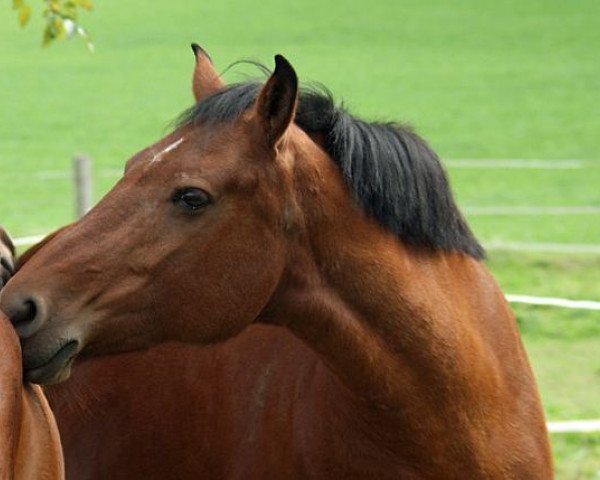 broodmare Rita (Freiberger,  , from Castello)