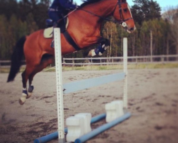 jumper Cerien H (KWPN (Royal Dutch Sporthorse), 2007, from Celano) jumper Cerien H (KWPN (Royal Dutch Sporthorse), 2007, from Celano)