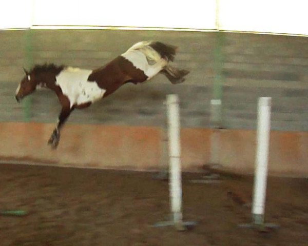 broodmare Unica van Erpekom Z (Zangersheide riding horse, 2006, from Utah van Erpekom)