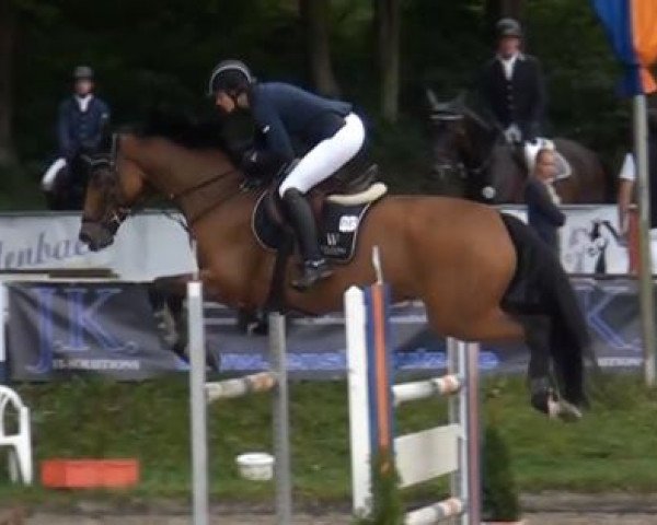 jumper Nevermind 9 (Holsteiner, 2007, from Nekton)