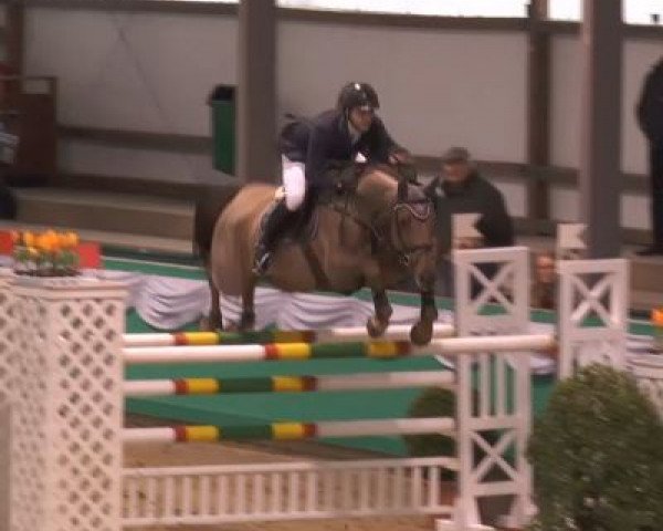 Springpferd Pina Colada 196 (Hannoveraner, 2008, von Perigueux) Springpferd Pina Colada 196 (Hannoveraner, 2008, von Perigueux)