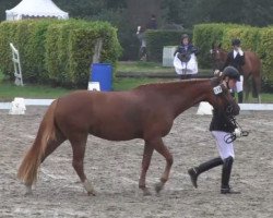 Cavallo da Dressage Chianti de Luxe 2 (Pony da Sella Tedesco, 2010, di Cezanne de Luxe)