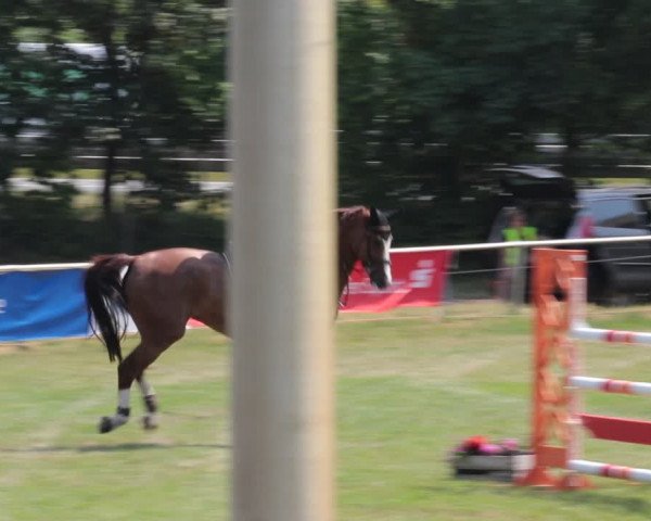 Reitturnier Nienburg 2021