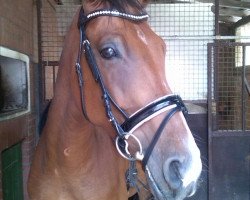 horse Rodney (Rhinelander, 2009)