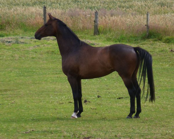 horse Walando (Hanoverian, 2003, from Worldly I)