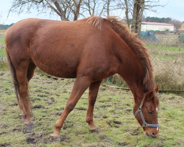 horse Cera (German Sport Horse, 2006, from Cancoon)