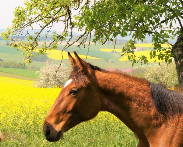horse Donna Valegra E (Austrian Warmblood, 2013, from Don Frederic 3)