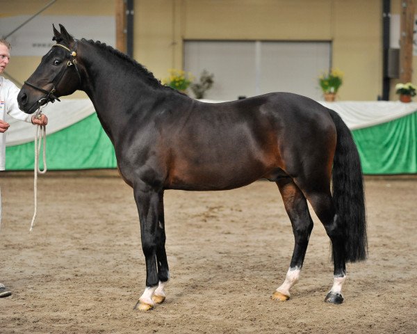 stallion Koetsiershoeve's Silver Star (New Forest Pony, 1999, from Aladin)