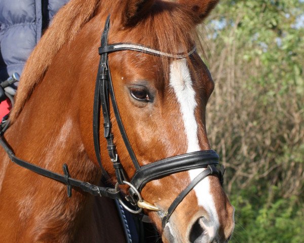 dressage horse Domecq 5 (German Riding Pony, 2003, from Derbino)