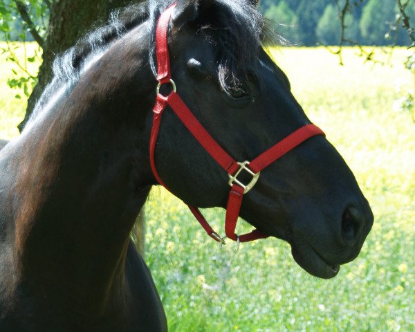 Dressurpferd Rubinio E (Österreichisches Warmblut, 2005, von Rubinero 2)
