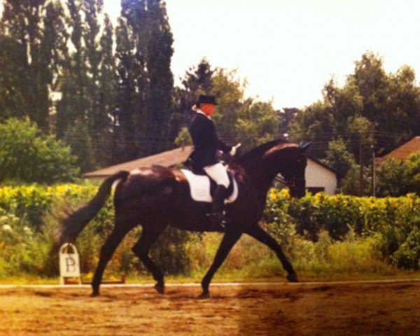 Zuchtstute Karolina (Österreichisches Warmblut, 1995, von Liberty Life 125 FIN)